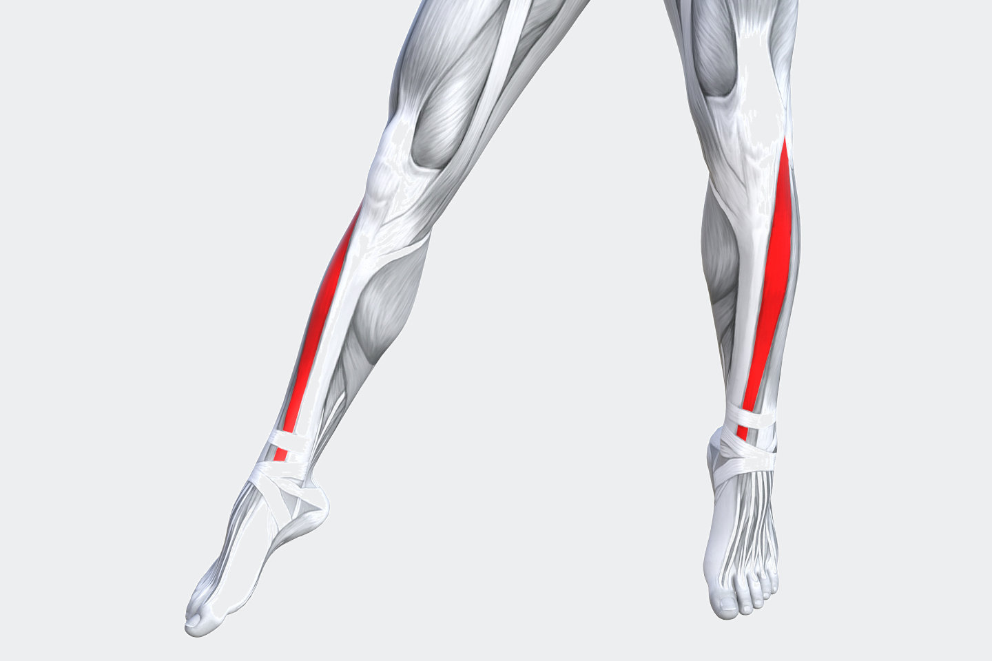 Concept conceptual 3D illustration fit strong front lower leg human anatomy, anatomical muscle isolated white background for body medical health tendon foot and biological gym fitness muscular system