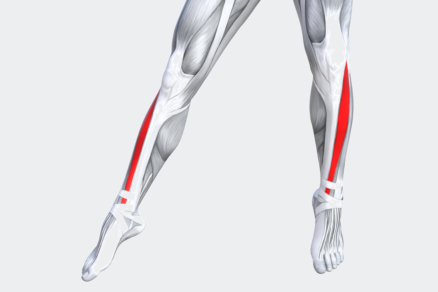 Tibialis Anterior Tendon